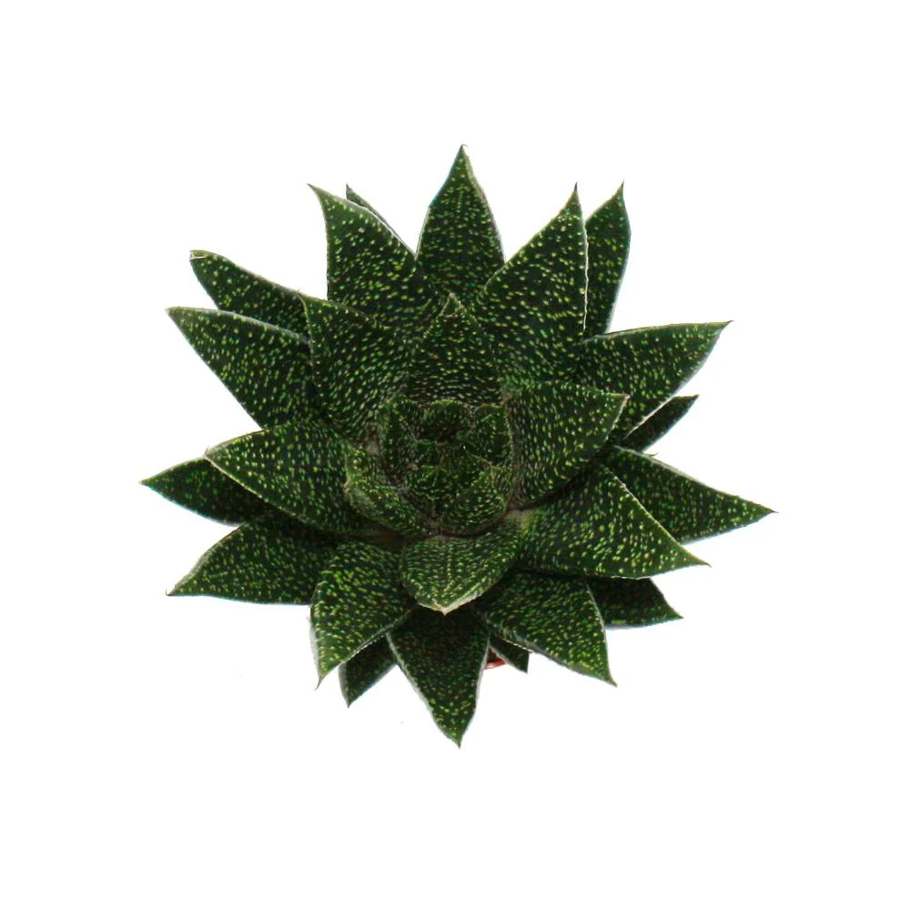 Sukkulente - Gasteria D Due - Gasterie - 8,5cm Topf - Image 2