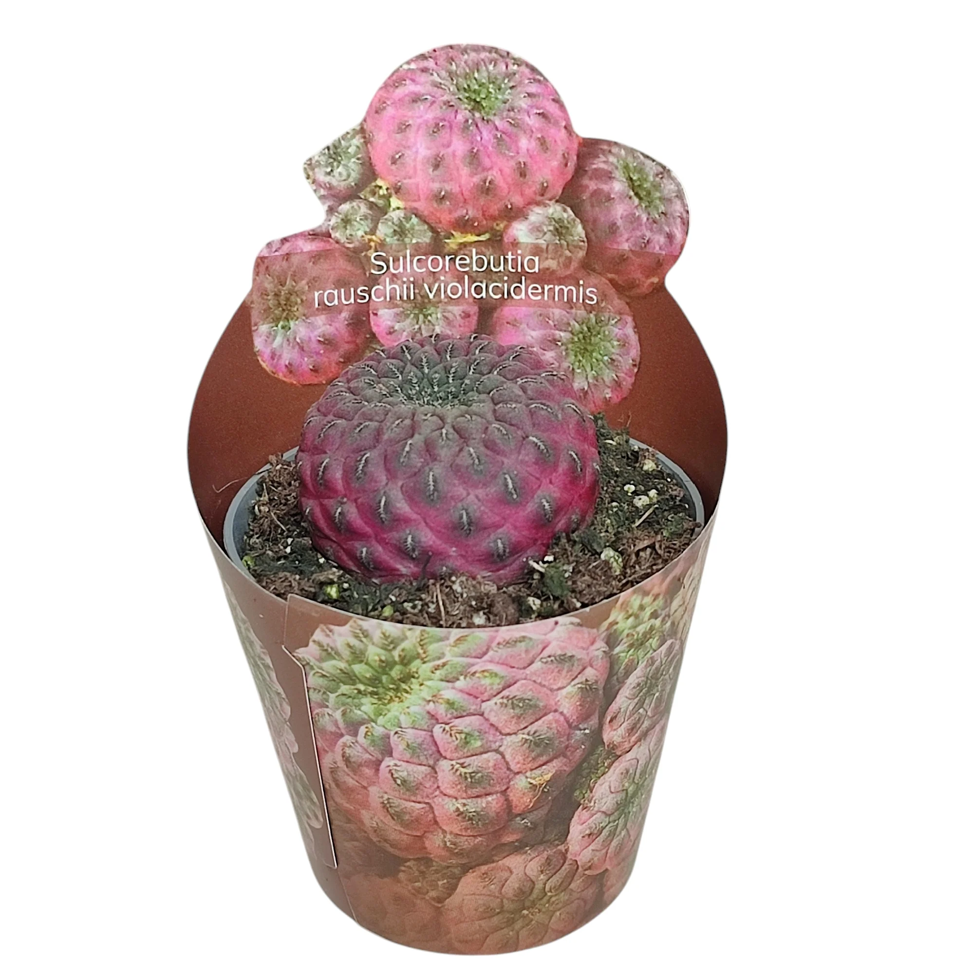 Sulcorebutia rauschii violacidermis - seltener Kugelkaktus - Rarität - 6,5cm Topf - 15cm hoch