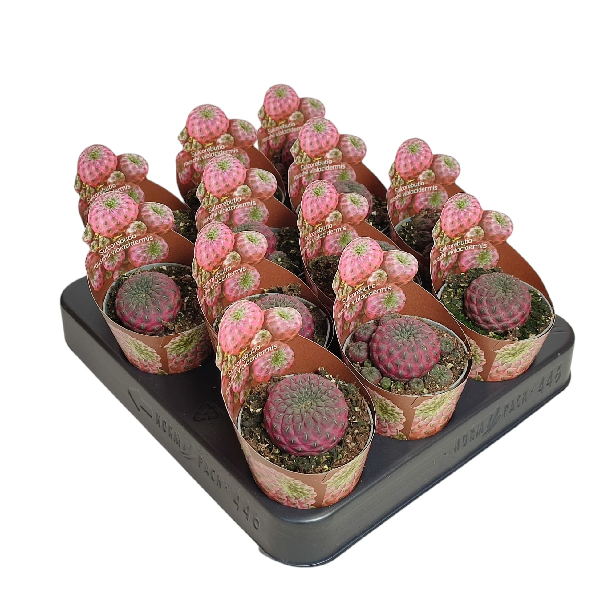 Sulcorebutia rauschii violacidermis - seltener Kugelkaktus - Rarität - 6,5cm Topf - 15cm hoch - Image 3