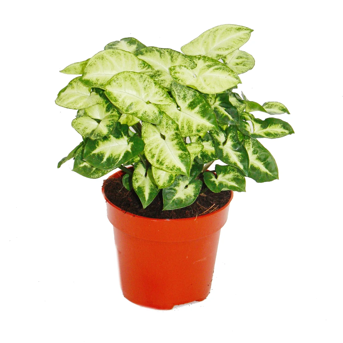 Syngonium Pixie, 3er Set, Purpurtute - Image 2