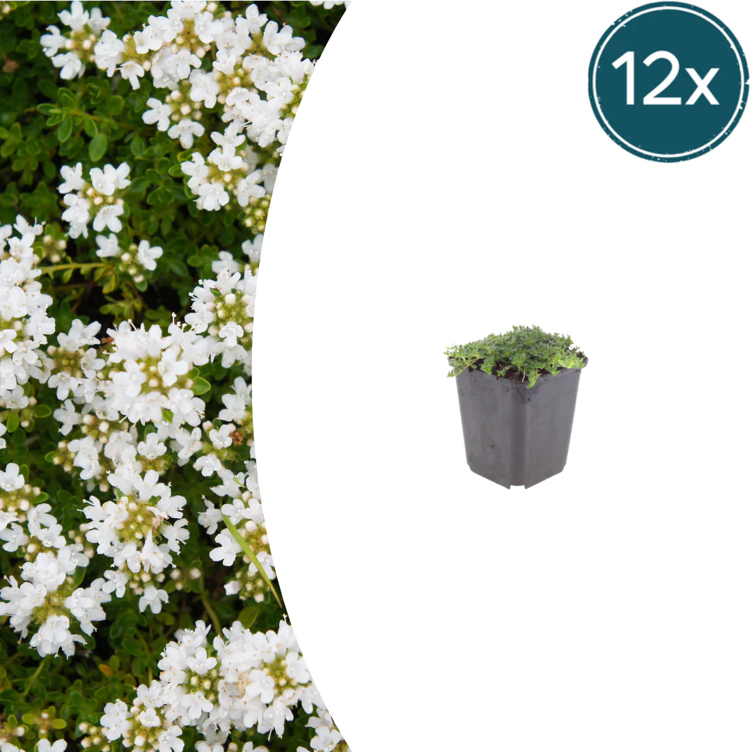 Thymus praecox "Albiflorus" - Frühblühender Thymian - 9cm Topf - 10-25cm - Set mit 12 Pflanzen