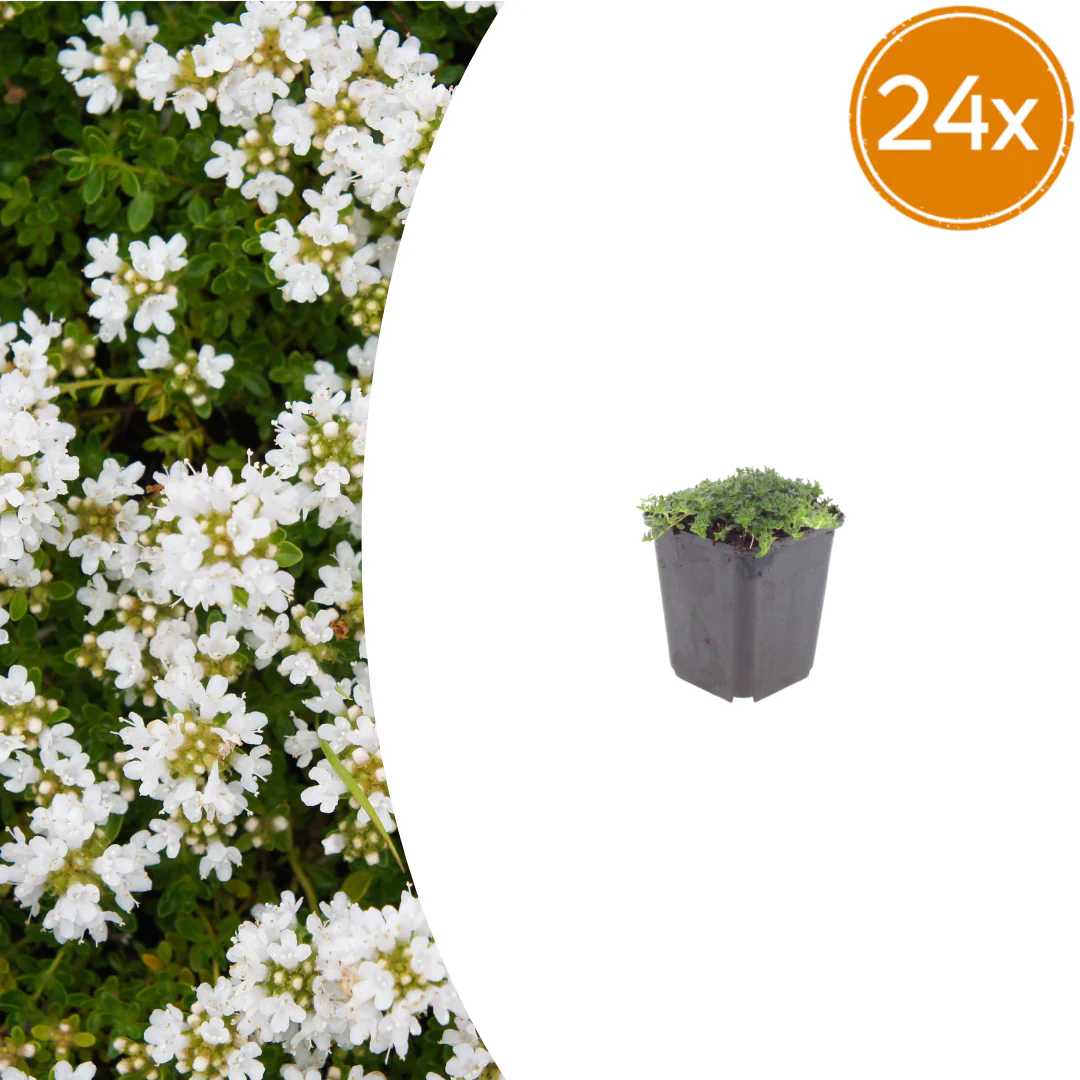 Thymus praecox "Albiflorus" - Frühblühender Thymian - 9cm Topf - 10-25cm - Set mit 24 Pflanzen
