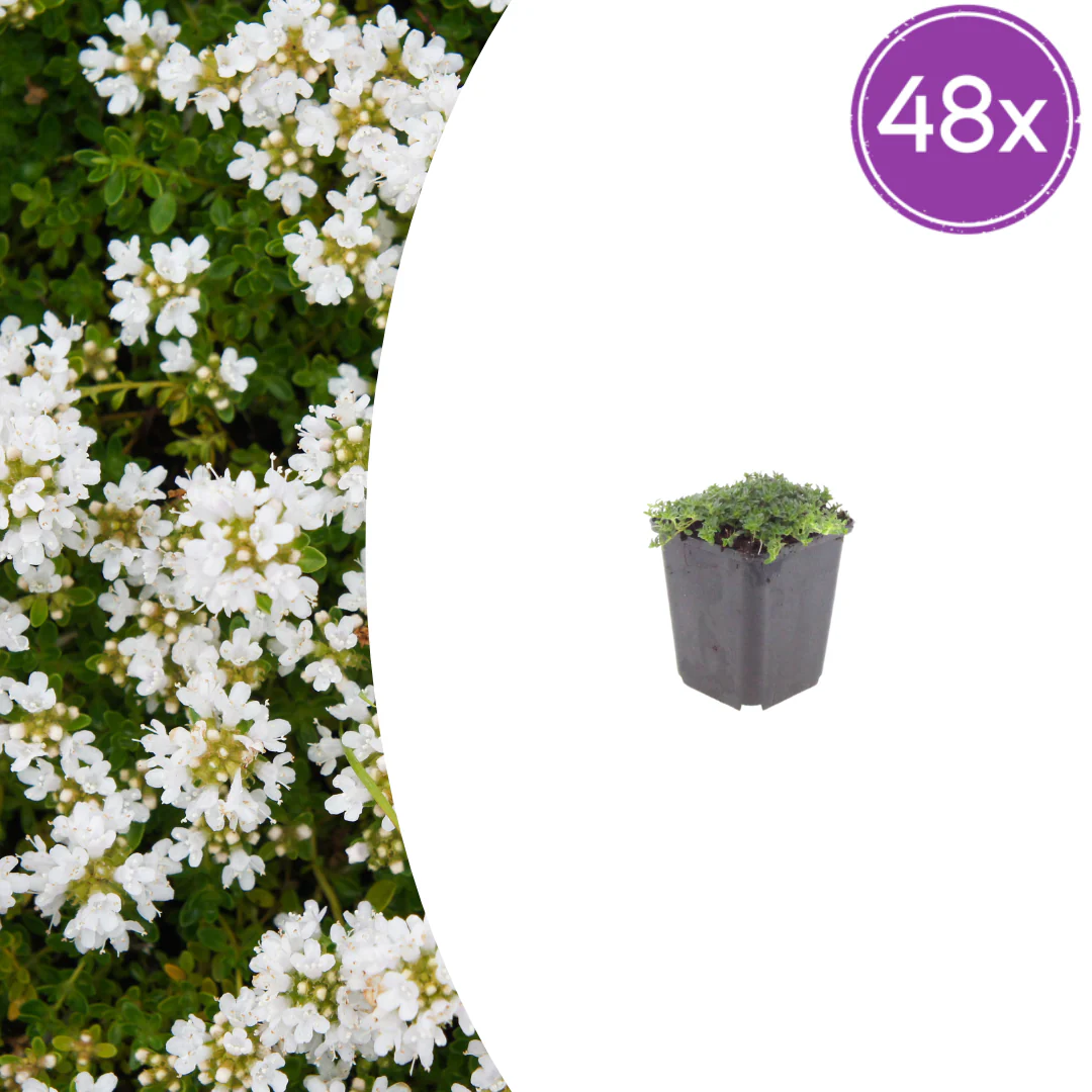 Thymus praecox "Albiflorus" - Frühblühender Thymian - 9cm Topf - 10-25cm - Set mit 48 Pflanzen