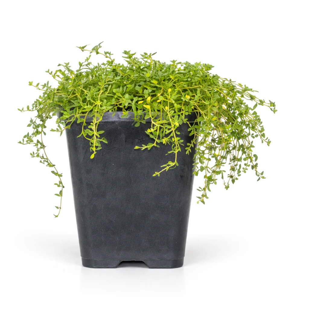 Thymus praecox "Albiflorus" - Frühblühender Thymian - 9cm Topf - 10-25cm - Set mit 48 Pflanzen - Image 4