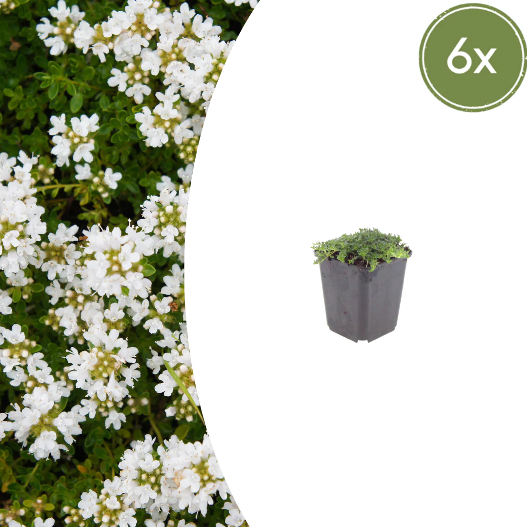 Thymus praecox "Albiflorus" - Frühblühender Thymian - 9cm Topf - 10-25cm - Set mit 6 Pflanzen