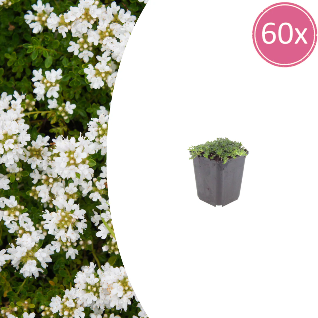 Thymus praecox "Albiflorus" - Frühblühender Thymian - 9cm Topf - 10-25cm - Set mit 60 Pflanzen