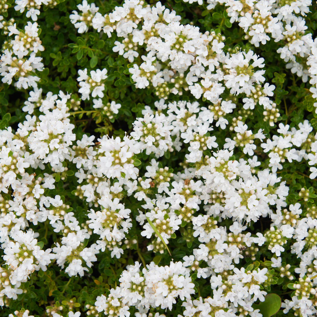 Thymus praecox "Albiflorus" - Frühblühender Thymian - 9cm Topf - 10-25cm - Set mit 60 Pflanzen - Image 3