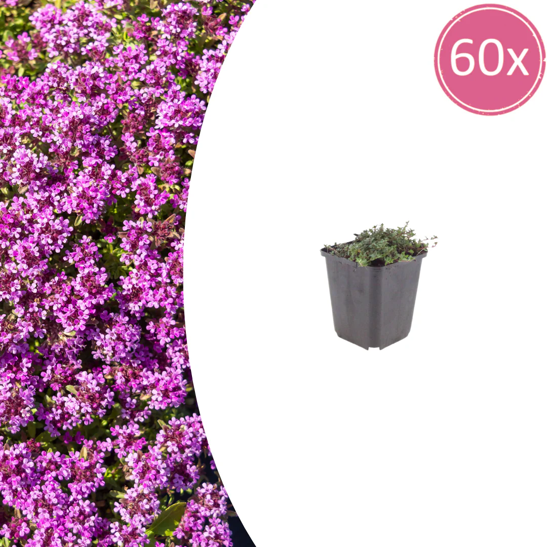 Thymus praecox "Coccineus" - Thym de printemps - 9cm Pot - 10-25cm - Ensemble de 60 plantes
