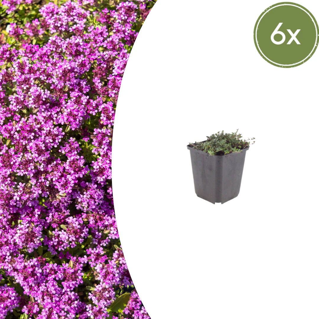 Thymus praecox "Coccineus" - Frühlingsthymian - 9cm Topf - 10-25cm - Set mit 6 Pflanzen
