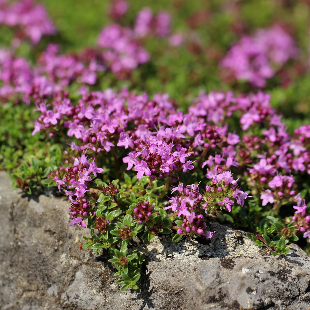 Thymus praecox "Coccineus" - Frühlingsthymian - 9cm Topf - 10-25cm - Set mit 6 Pflanzen - Image 3