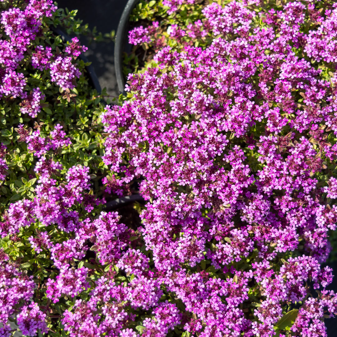 Thymus praecox "Coccineus" - Frühlingsthymian - 9cm Topf - 10-25cm - Set mit 6 Pflanzen - Image 4