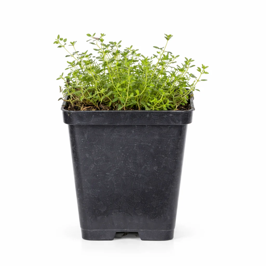 Thymus praecox "Coccineus" - Frühlingsthymian - 9cm Topf - 10-25cm - Set mit 6 Pflanzen - Image 6