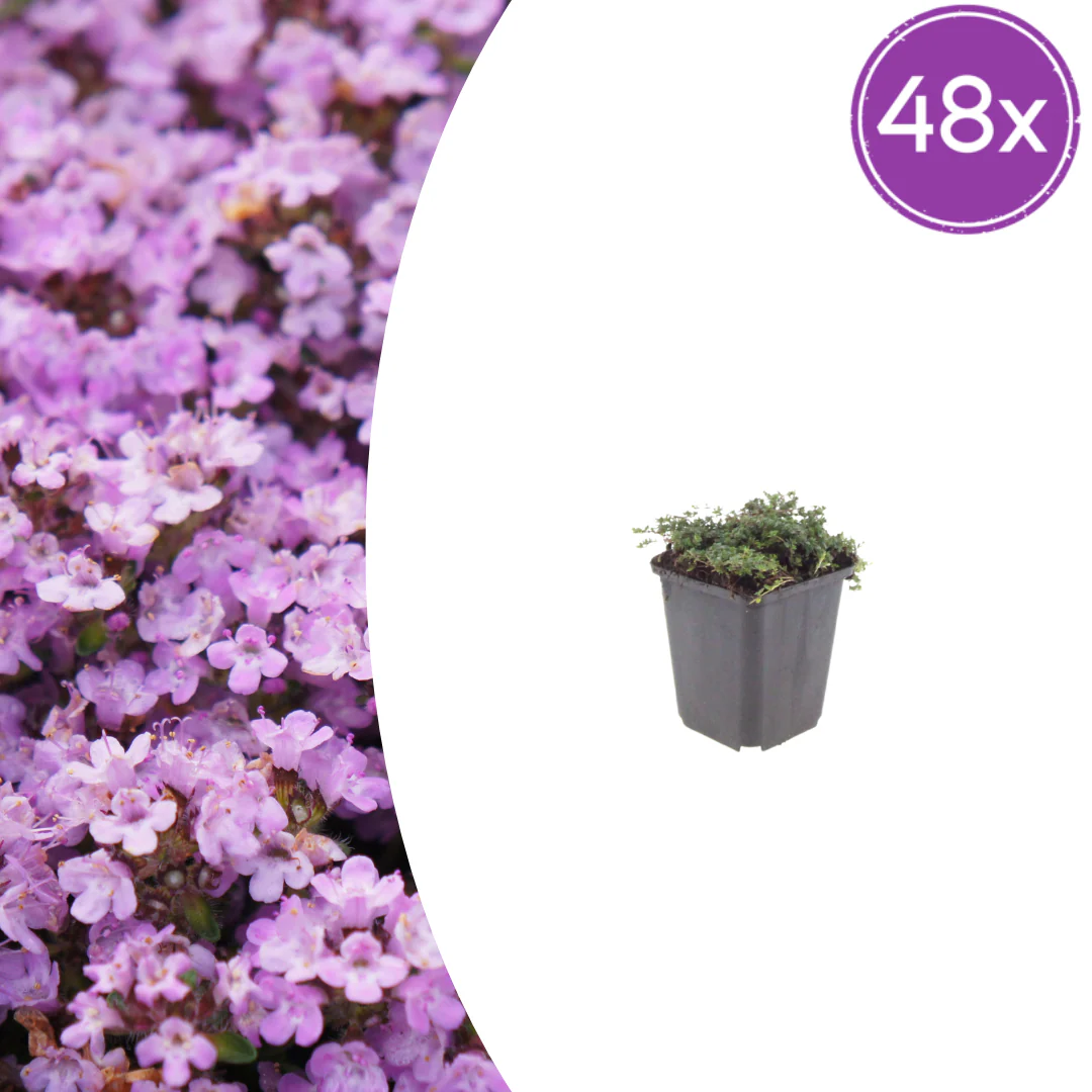 Thymus praecox "Purple Beauty" - Sand-Thymian - 9cm Topf - 10-25cm - Set mit 48 Pflanzen