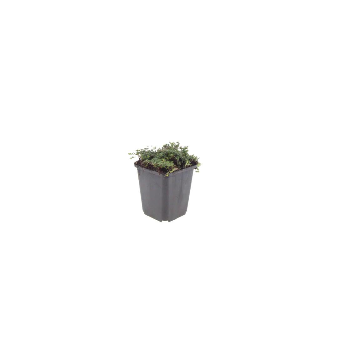 Thymus praecox "Purple Beauty" - Sand-Thymian - 9cm Topf - 10-25cm - Set mit 48 Pflanzen - Image 2