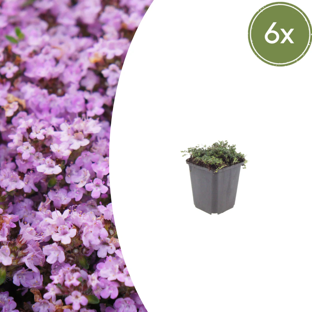 Thymus praecox "Purple Beauty" - Sand-Thymian - 9cm Topf - 10-25cm - Set mit 6 Pflanzen