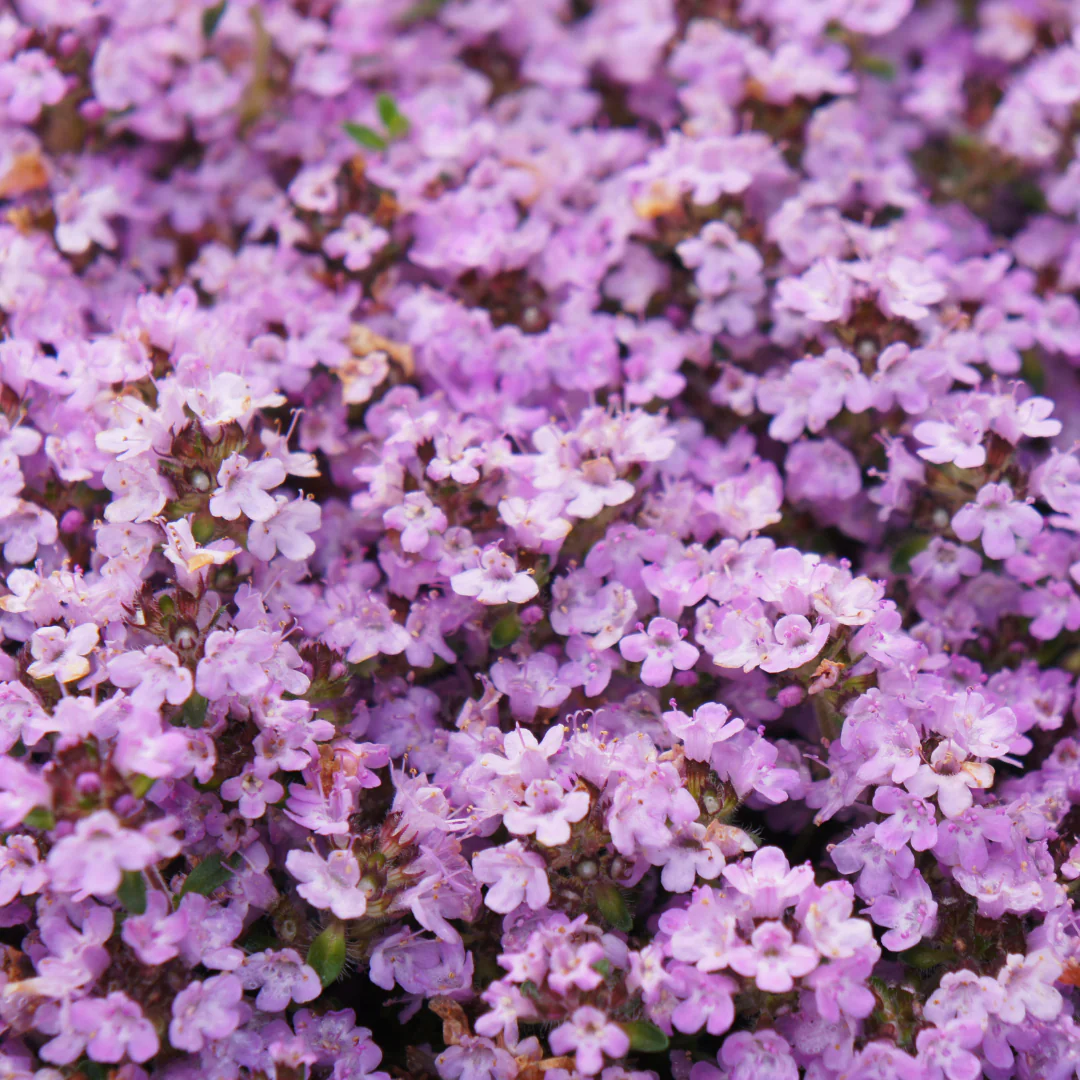 Thymus praecox "Purple Beauty" - Sand-Thymian - 9cm Topf - 10-25cm - Set mit 6 Pflanzen - Image 4