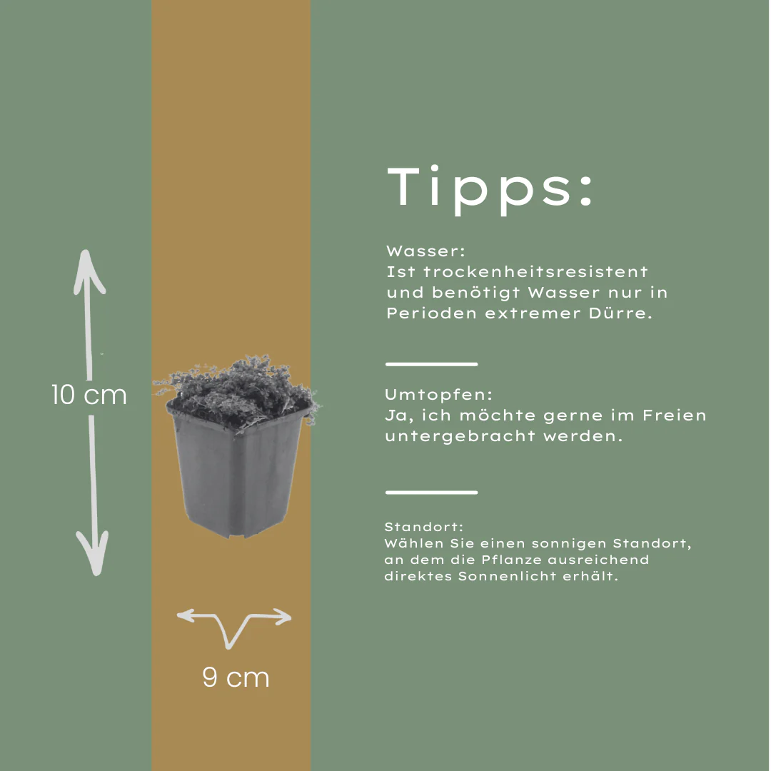 Thymus praecox "Purple Beauty" - Sand-Thymian - 9cm Topf - 10-25cm - Set mit 60 Pflanzen - Image 5