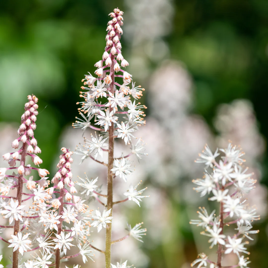 Tiarella cordifolia - Herzblättrige Schaumblüte - 9cm Topf - 15-25cm hoch - Set mit 60 Pflanzen - Image 4