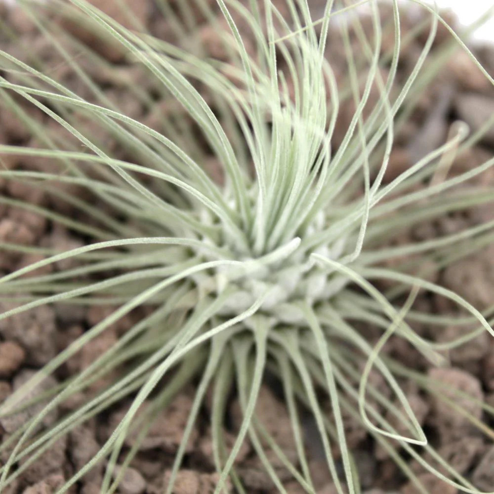 Tillandsia argentea - lose Pflanze - Image 3