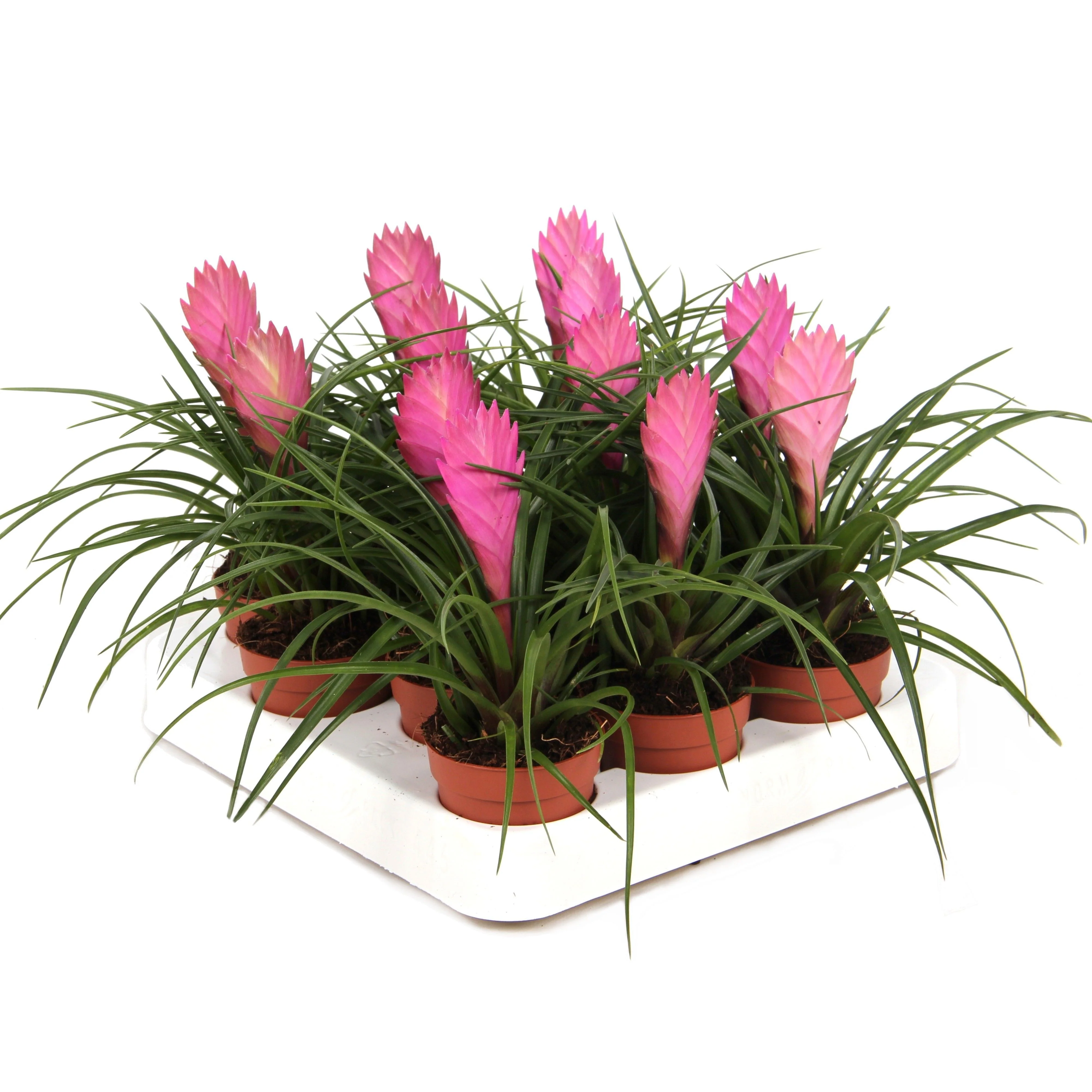 Tillandsia "Cyanea" - blühende Luftnelke - 7cm Topf - 15cm hoch - Image 3