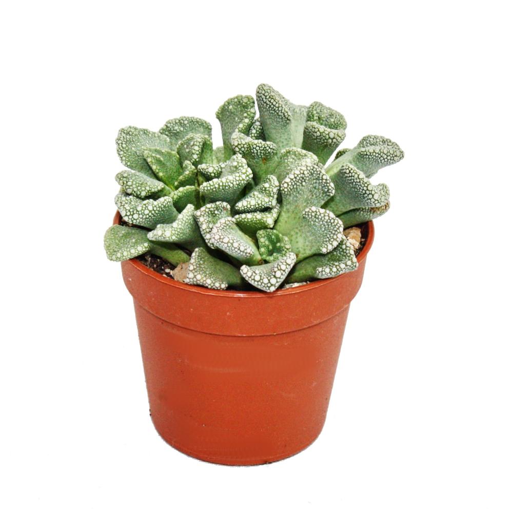 Titanopsis calcarea - kleine Pflanze im 5,5cm Topf