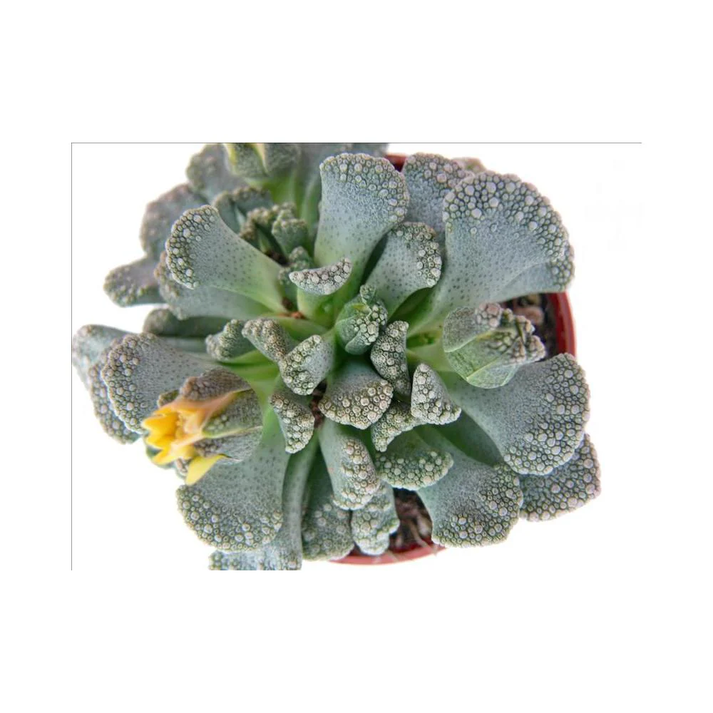 Titanopsis calcarea - kleine Pflanze im 5,5cm Topf - Image 3