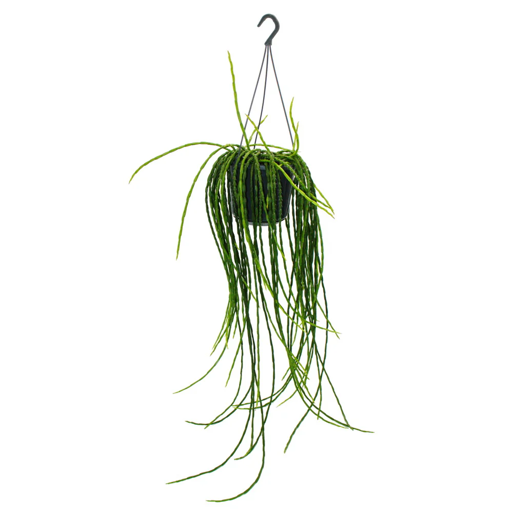 Urban Jungle Elegance - Moderne Kakteen-Ampel mit toller Blattstruktur - Rhipsalis paradoxa - 15cm