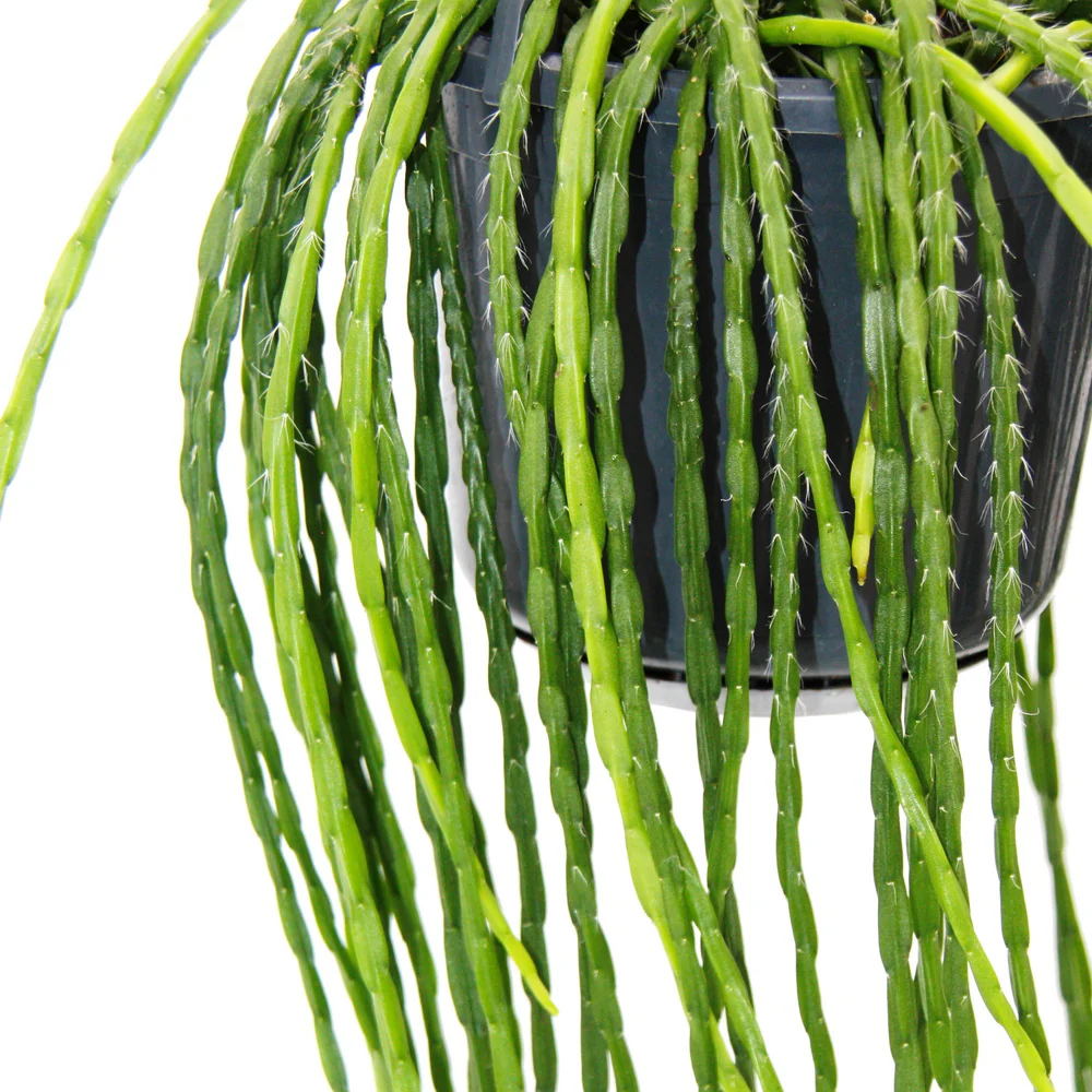 Urban Jungle Elegance - Moderne Kakteen-Ampel mit toller Blattstruktur - Rhipsalis paradoxa - 15cm - Image 3