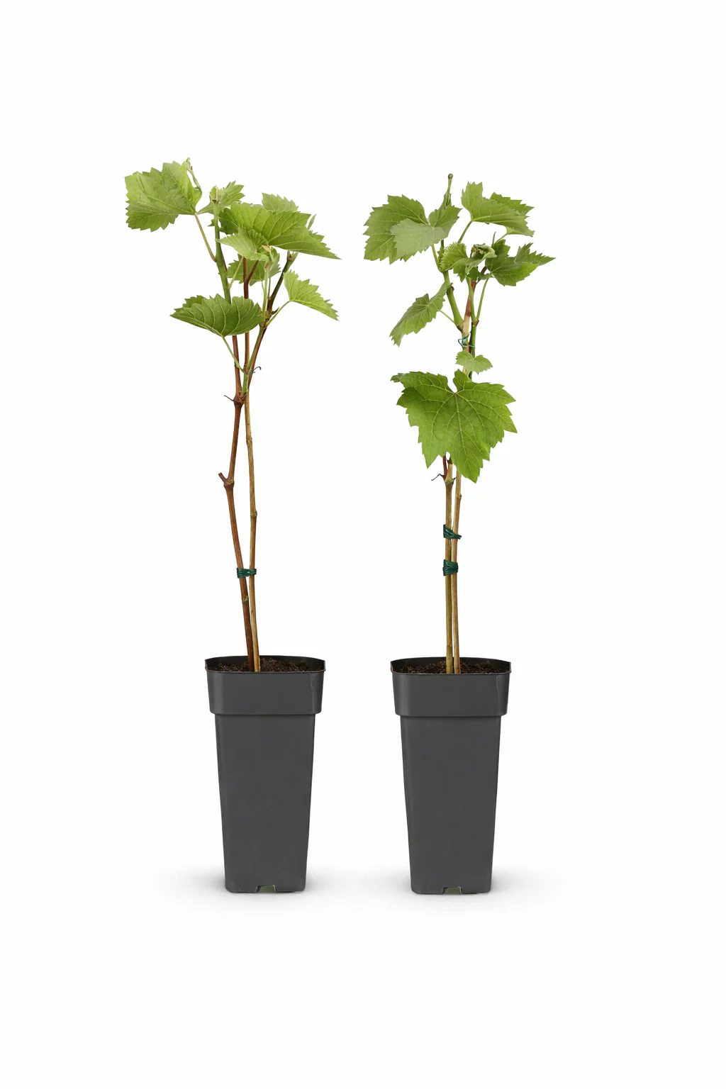 Vitis vinifera "Boskoop Glory" - Blaue Weintraube - 15cm Topf - ca. 50cm hoch - 2er Set - Image 2