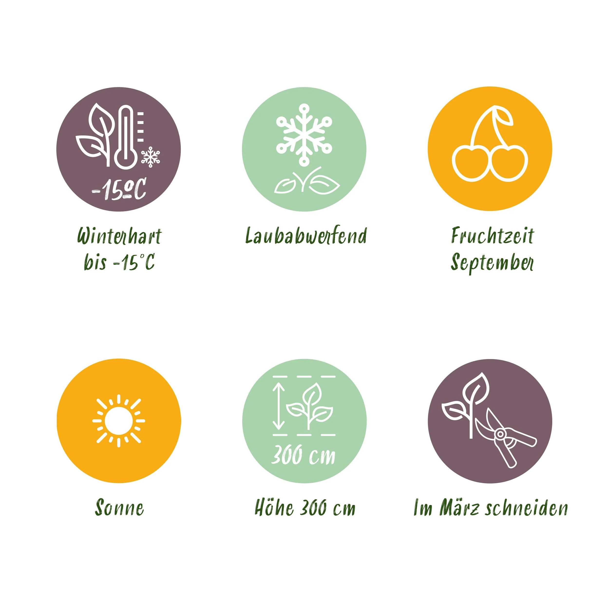 Vitis vinifera "Boskoop Glory" - Blaue Weintraube - 15cm Topf - ca. 50cm hoch - 2er Set - Image 6