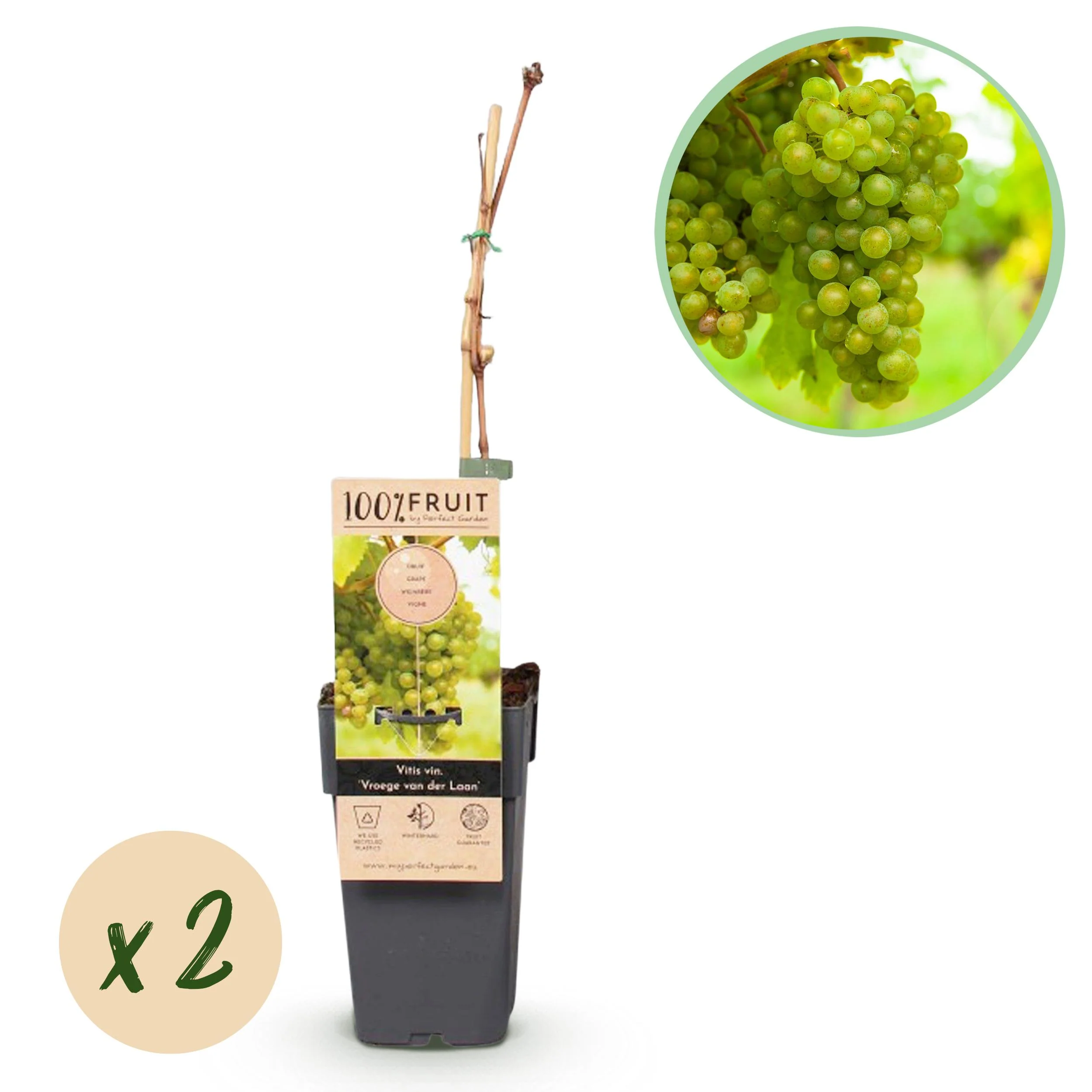 Vitis vinifera "Vroege van der Laan" - Weisse Weintraube - 15cm Topf - ca. 50cm hoch - 2er Set - Image 2