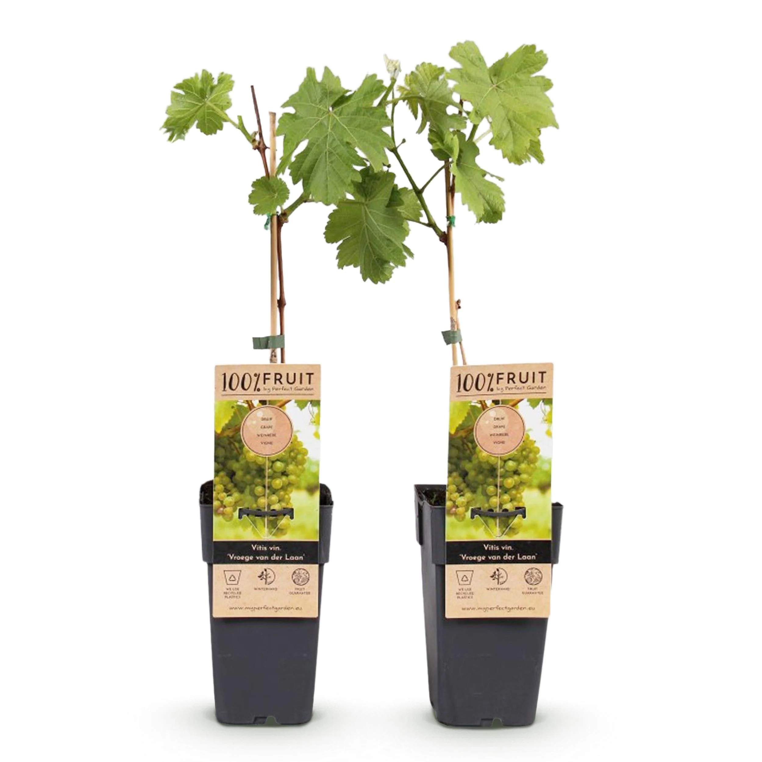 Vitis vinifera "Vroege van der Laan" - Weisse Weintraube - 15cm Topf - ca. 50cm hoch - 2er Set - Image 3