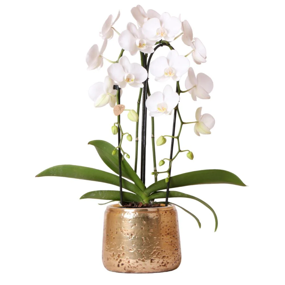 Weiße Phalaenopsis-Orchidee Niagara Fall im goldenen Ziertopf - 12cm