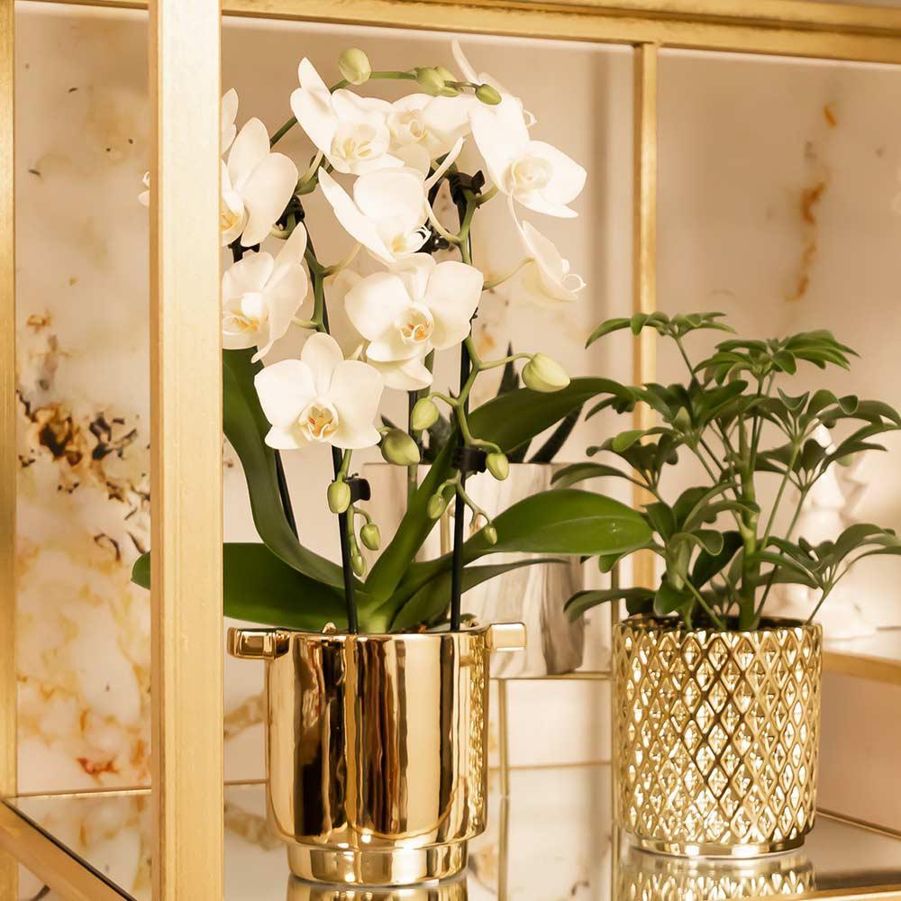 Kolibri Orchids weiße Phalaenopsis-Orchidee Niagara Fall Topfgröße 9cm blühende Zimmerpflanze - Image 2