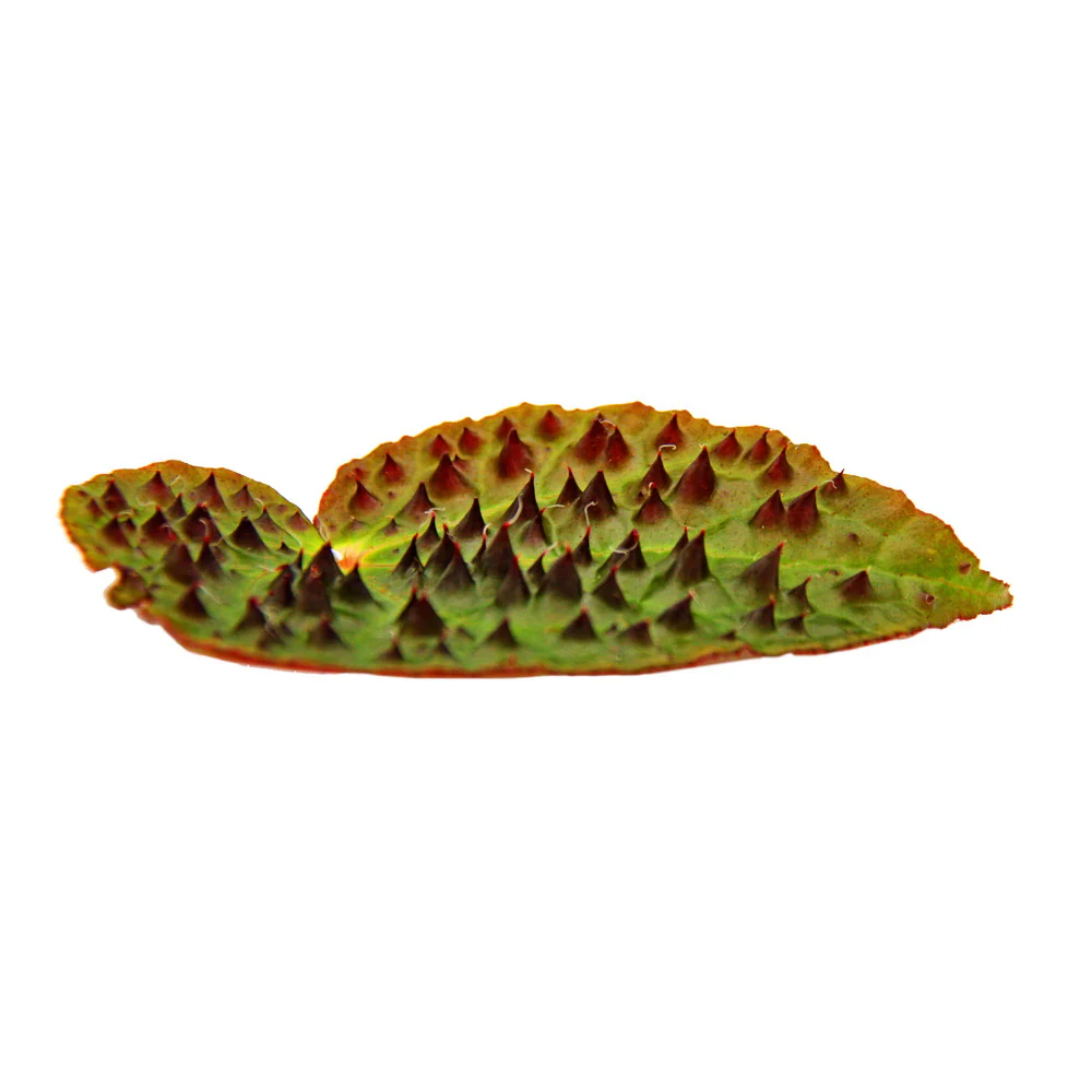 Bégonia sauvage - Begonia ferox - plante à feuillage spectaculaire - rareté - pot de 12cm - Image 5