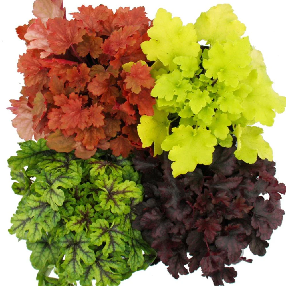 Couvre-sol rustique - Heuchera mix - Été indien - 4 grandes plantes - cloches violettes - Image 2