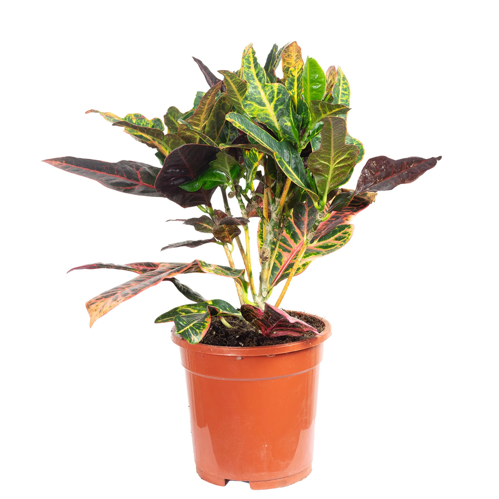 Wunderstrauch - Codiaeum Excellent - Höhe ca. 50 cm, Topf-Ø 17 cm