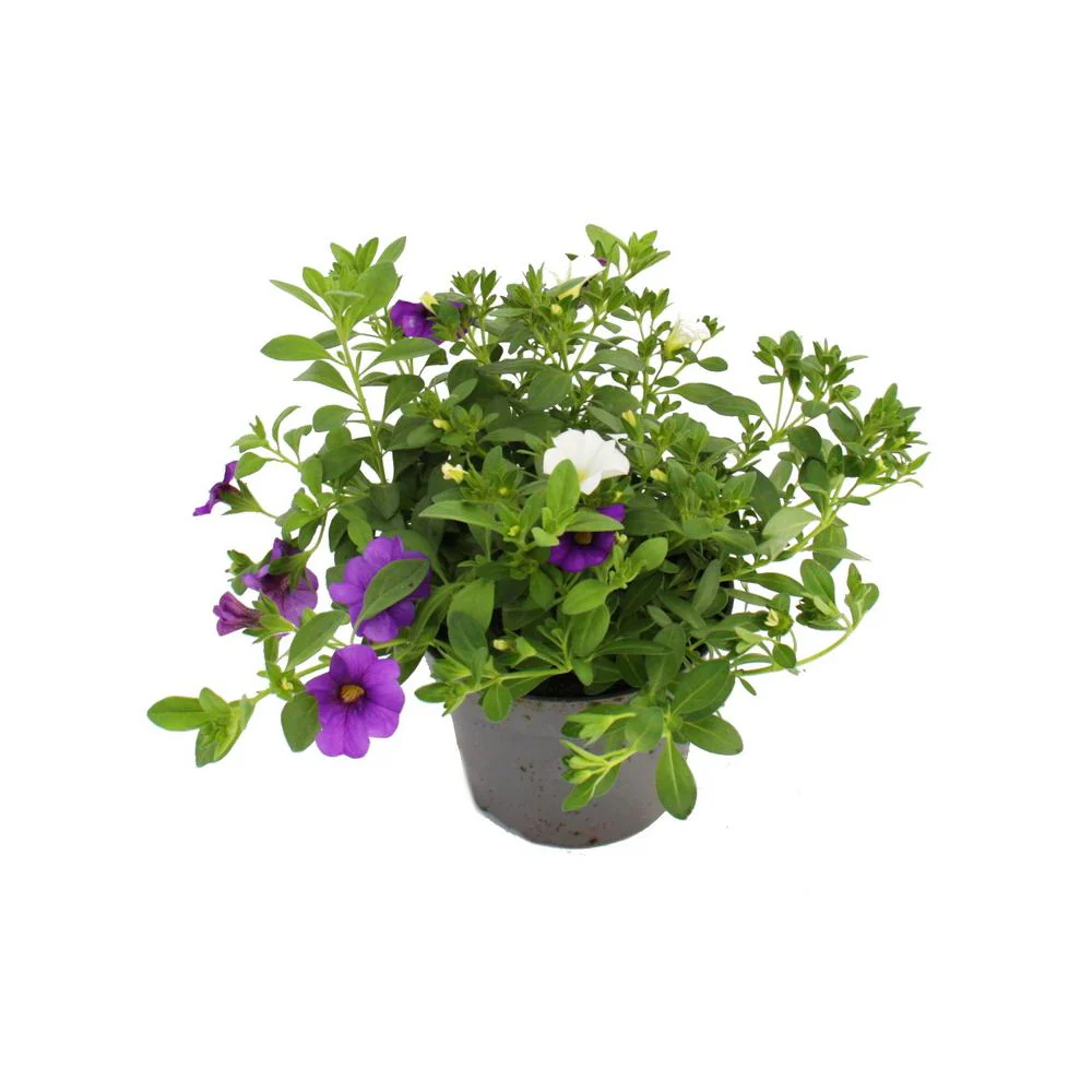 Zauberglöckchen Minihängepetunie Calibrachoa 12cm Topf Set mit 3 Pflanzen bunt (mehrfarbig) - Image 2