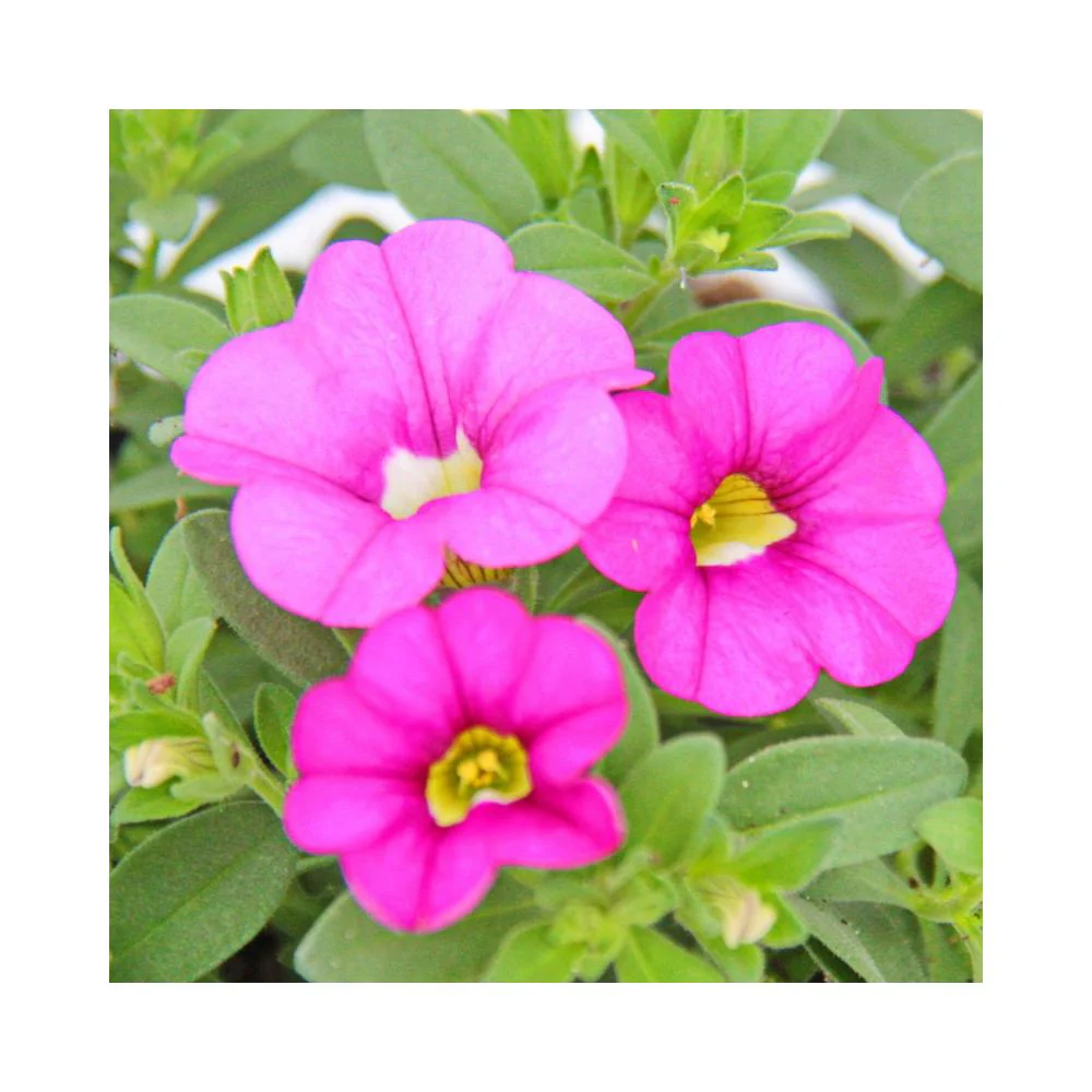 Zauberglöckchen - Minihängepetunie - Calibrachoa - 12cm Topf - Set mit 3 Pflanzen - rosa - Image 3