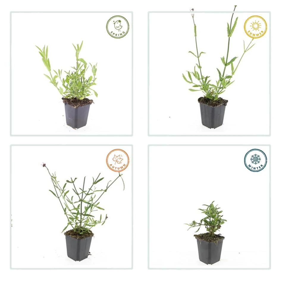 Zierstaude - Eisenkraut - Verbena bonariensis - 9cm Topf - Set mit 6 Pflanzen - Image 6
