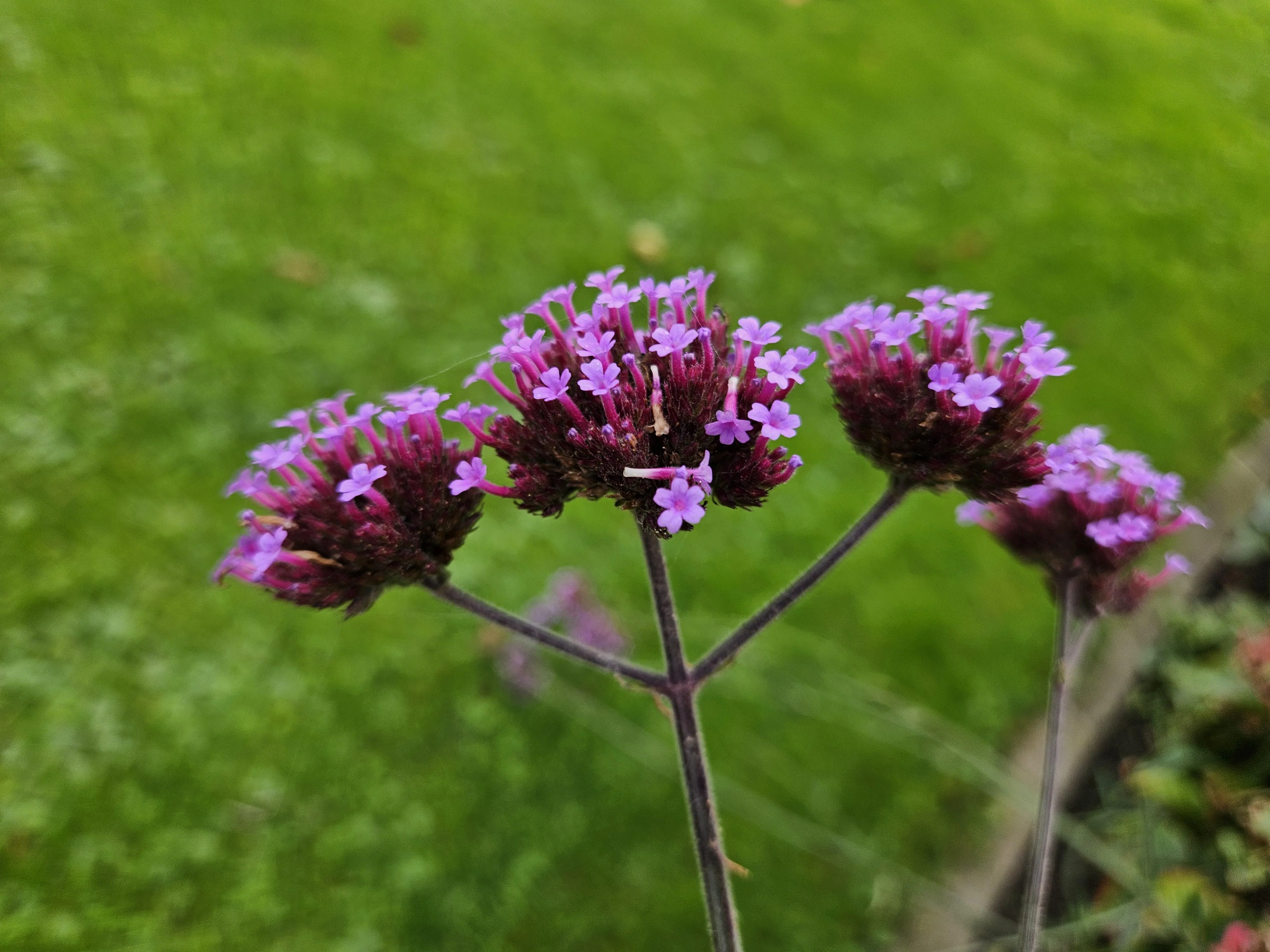 Zierstaude - Eisenkraut - Verbena bonariensis - 9cm Topf - Set mit 6 Pflanzen - Image 8