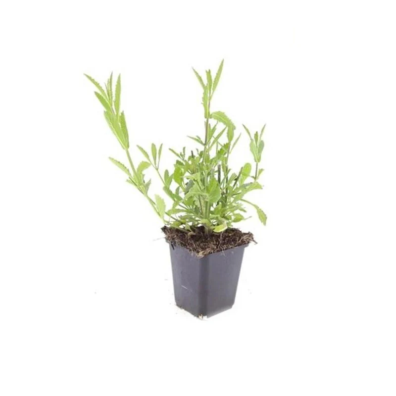 Zierstaude - Eisenkraut - Verbena bonariensis - 9cm Topf - Set mit 60 Pflanzen