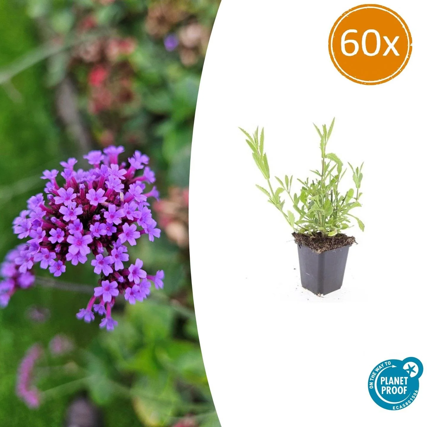 Zierstaude - Eisenkraut - Verbena bonariensis - 9cm Topf - Set mit 60 Pflanzen - Image 2