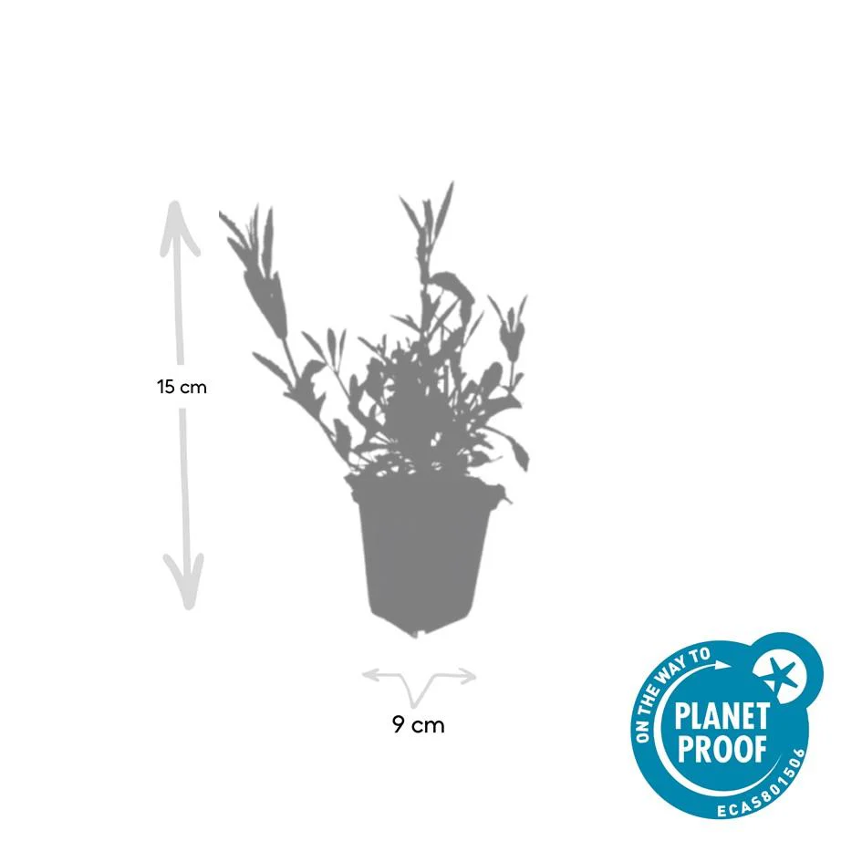 Zierstaude - Eisenkraut - Verbena bonariensis - 9cm Topf - Set mit 60 Pflanzen - Image 3