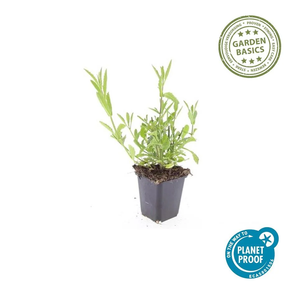 Zierstaude - Eisenkraut - Verbena bonariensis - 9cm Topf - Set mit 60 Pflanzen - Image 4