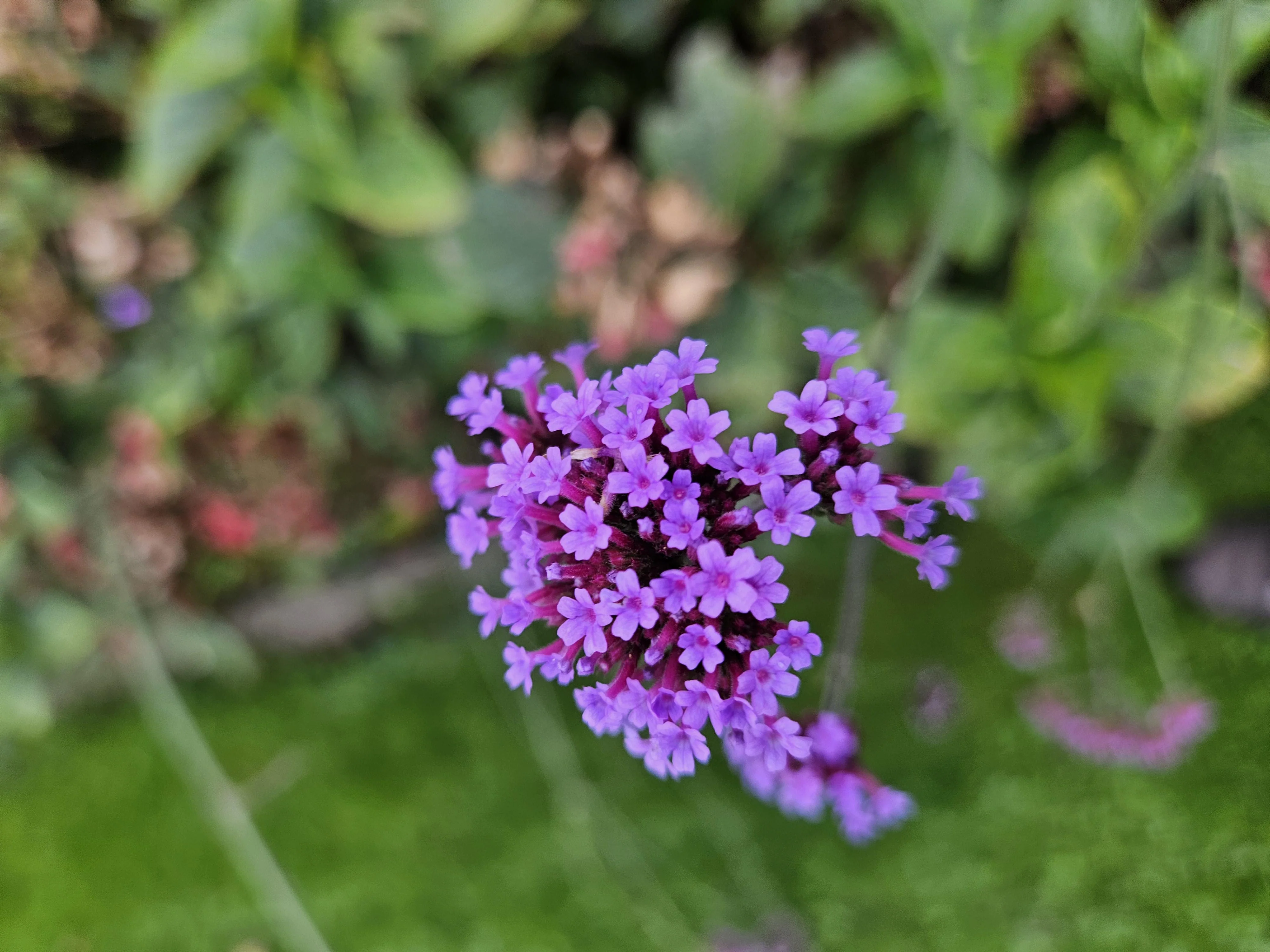 Zierstaude - Eisenkraut - Verbena bonariensis - 9cm Topf - Set mit 60 Pflanzen - Image 8