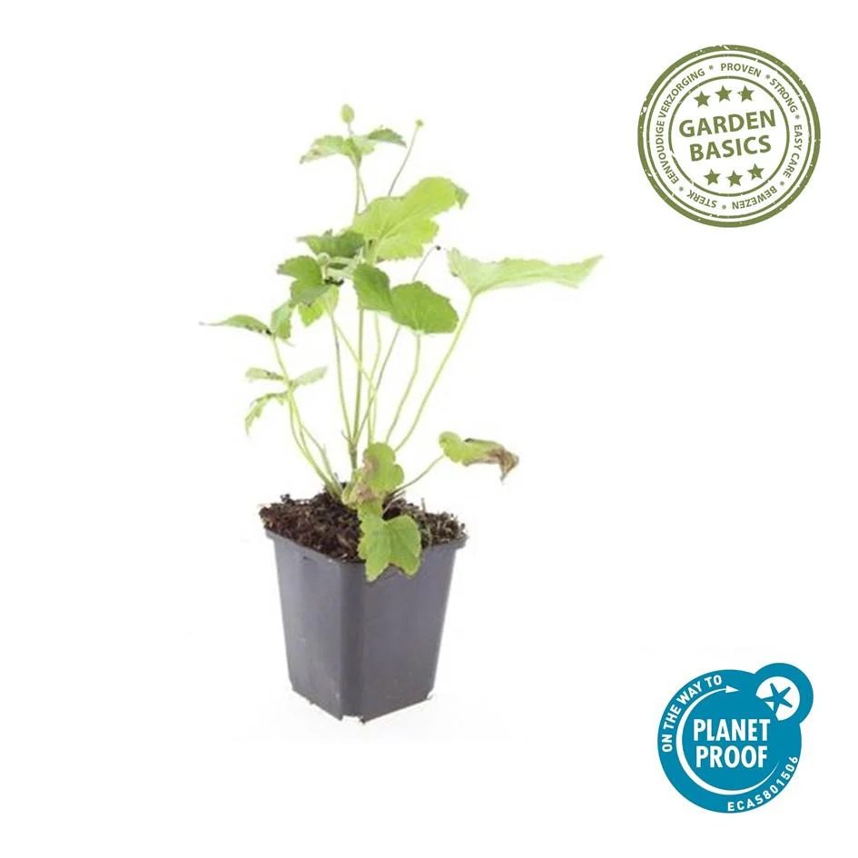 Zierstaude - Herbst-Anemone - Anemone hupehensis 'Honorine Jobert' - 9cm Topf - Set mit 20 Pflanzen - Image 3