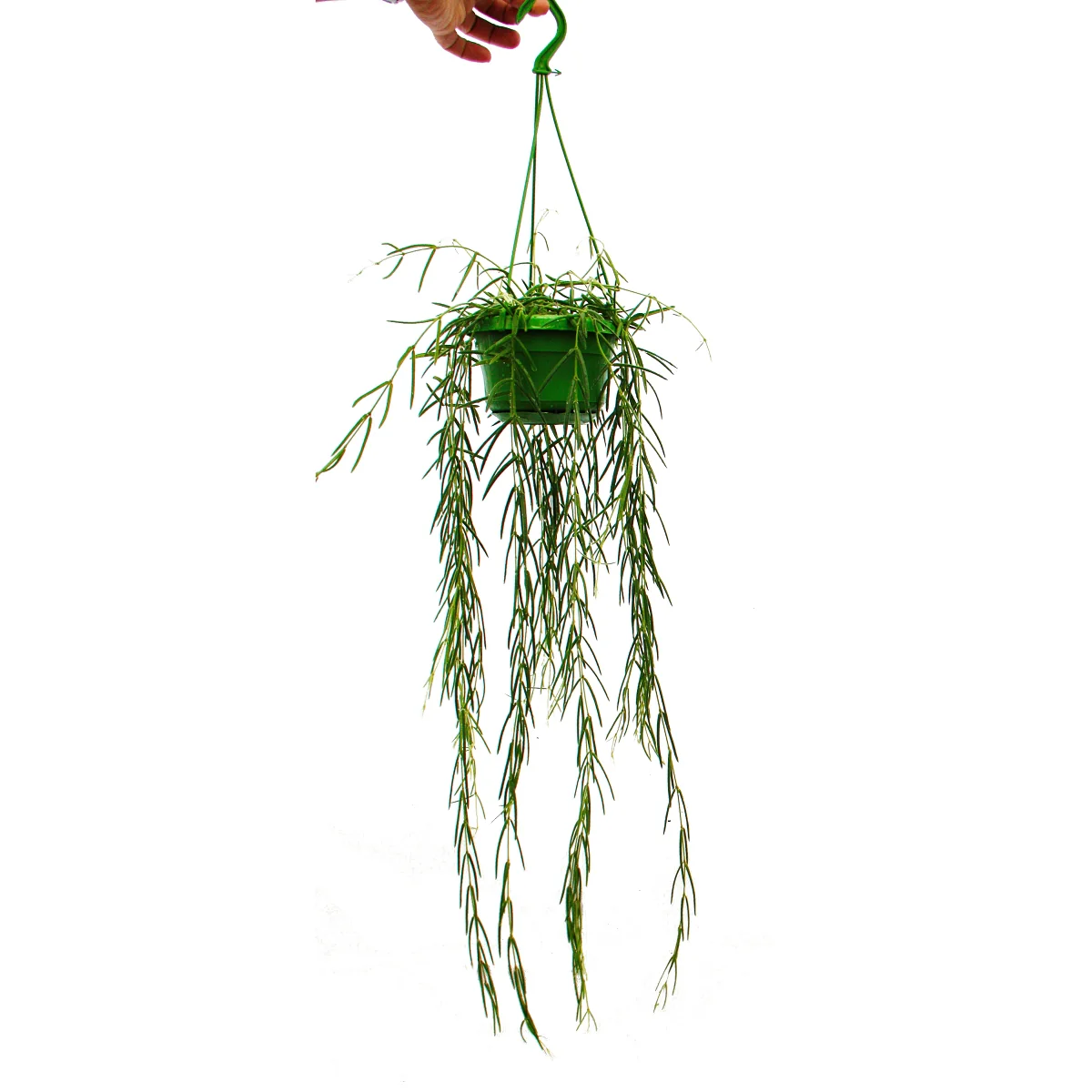 Plante d'intérieur à suspendre - Hoya linearis - Fleur de cire 12cm feu tricolore
