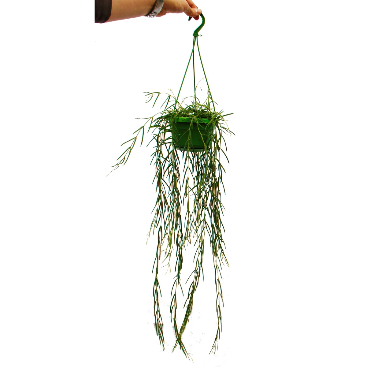 Plante d'intérieur à suspendre - Hoya linearis - Fleur de cire 12cm feu tricolore - Image 2