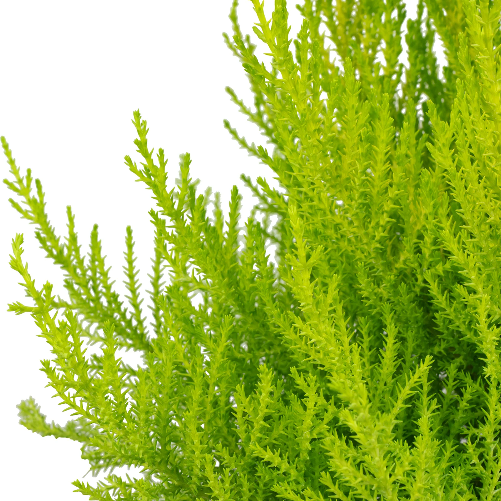 Zimmerzypresse "Goldcrest Wilma" Pyramide - Cupressus - Höhe ca. 55 cm, Topf-Ø 14 cm - Image 2